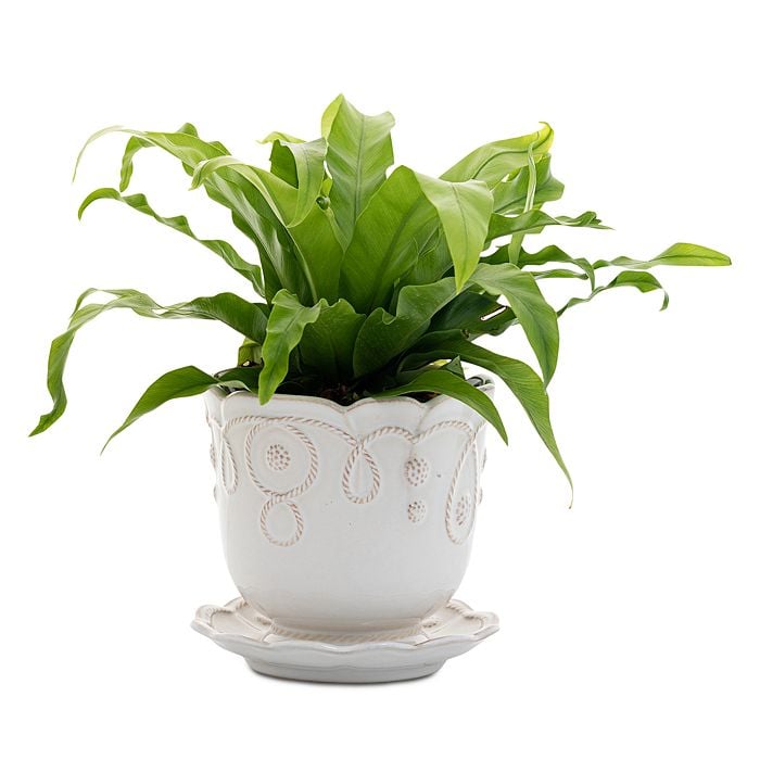 5.25" Planter with Saucer - Whitewash